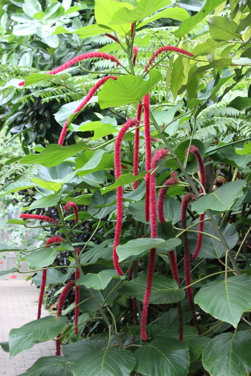 Der Botanische Garten der Ruhr-Universität Bochum