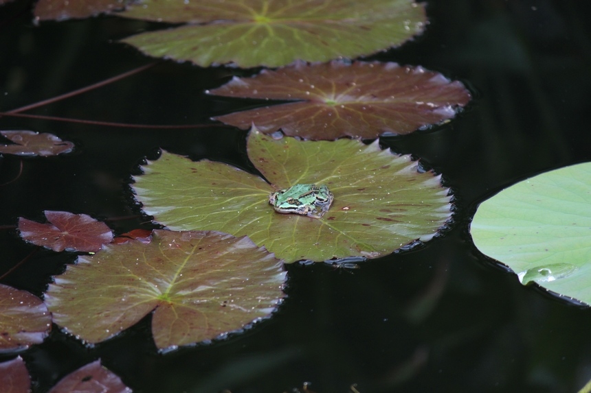 Der Botanische Garten der Ruhr-Universität Bochum