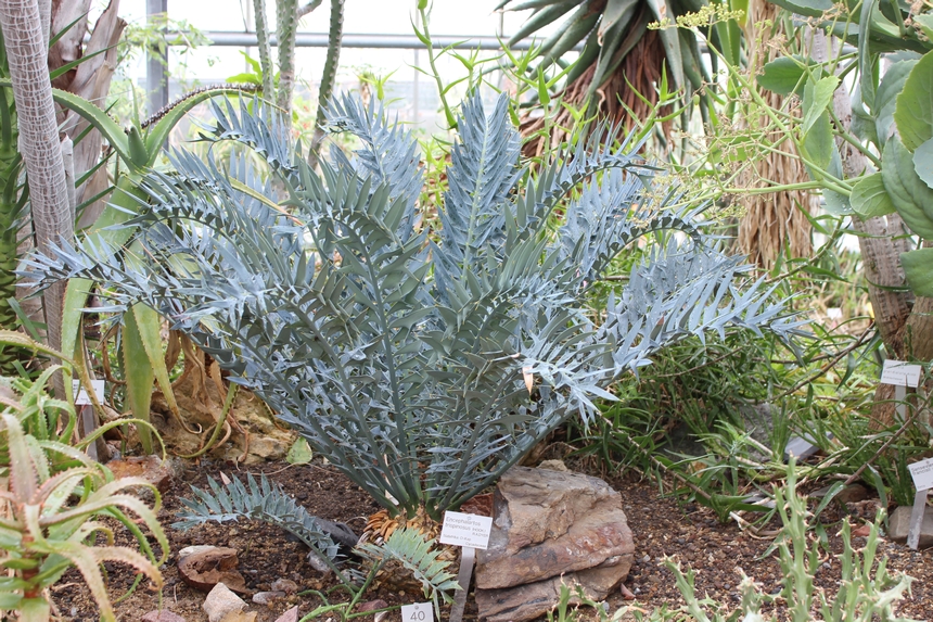 Der Botanische Garten der Ruhr-Universität Bochum