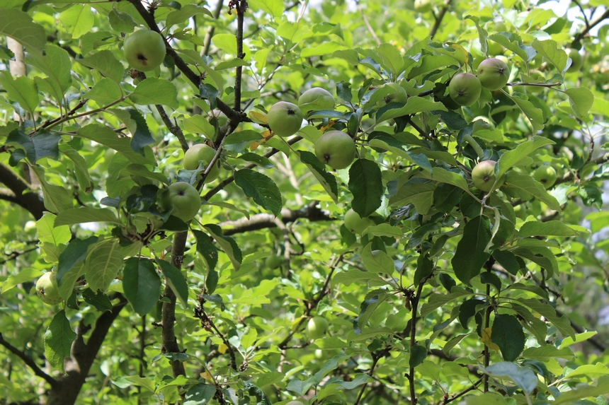 Der Botanische Garten der Ruhr-Universität Bochum