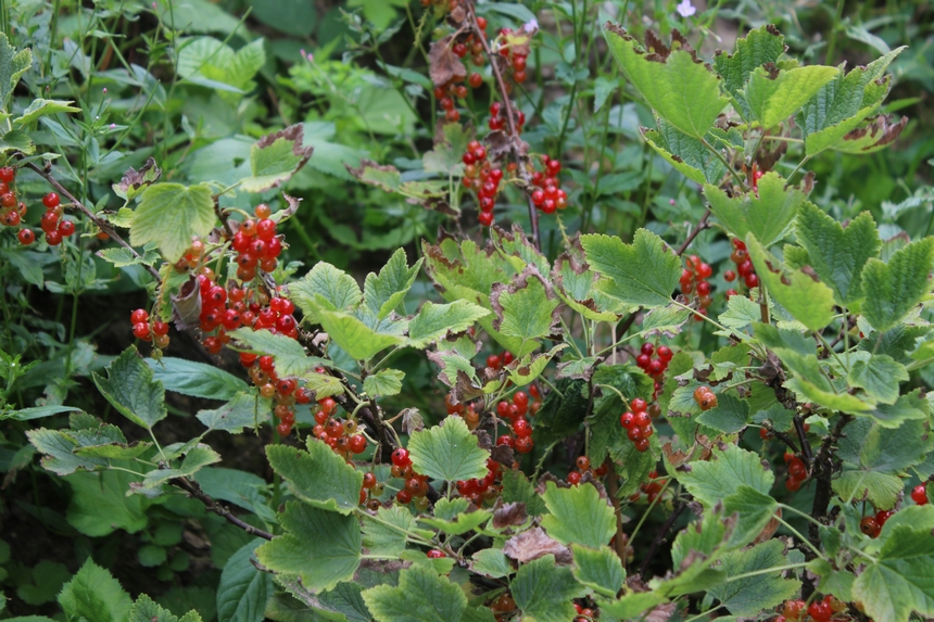 Der Botanische Garten der Ruhr-Universität Bochum