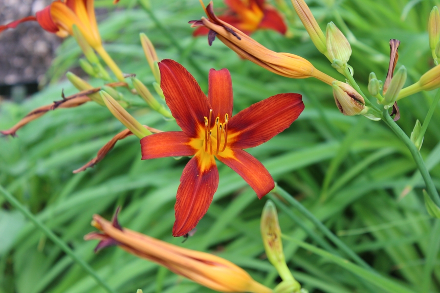 Der Botanische Garten der Ruhr-Universität Bochum