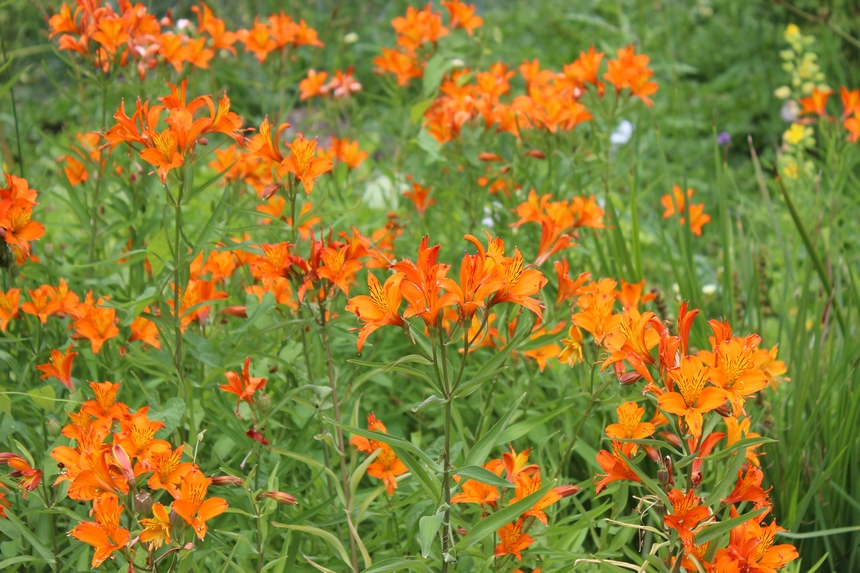 Der Botanische Garten der Ruhr-Universität Bochum