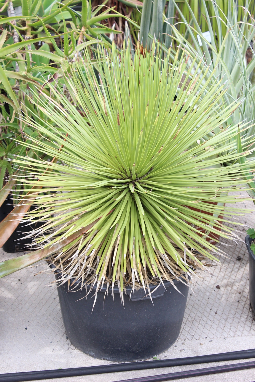 Der Botanische Garten der Ruhr-Universität Bochum