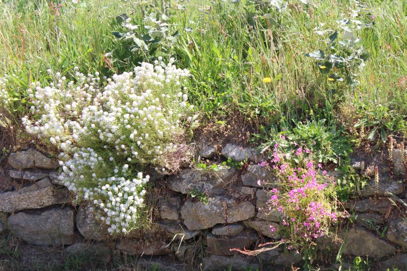 Impressionen - Roscoff