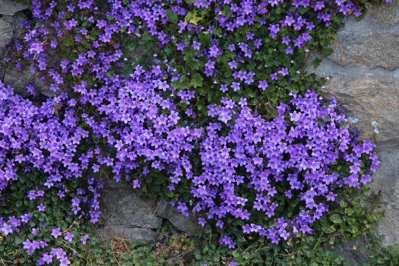 Impressionen - Roscoff
