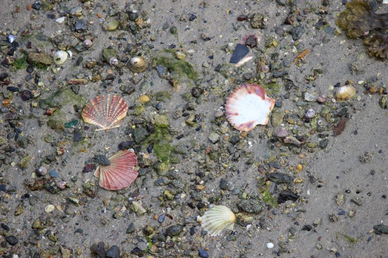 Impressionen - Roscoff