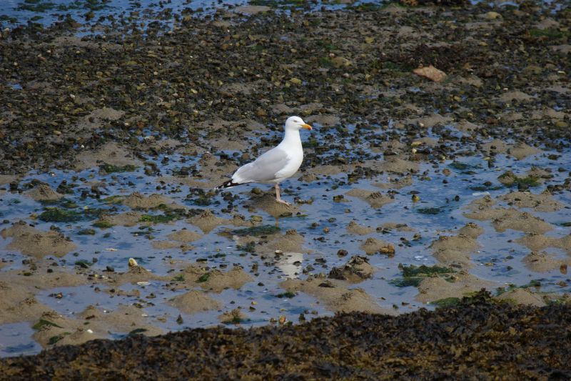 Impressionen - Roscoff