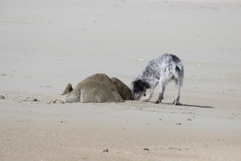 Hannes in der Bretagne