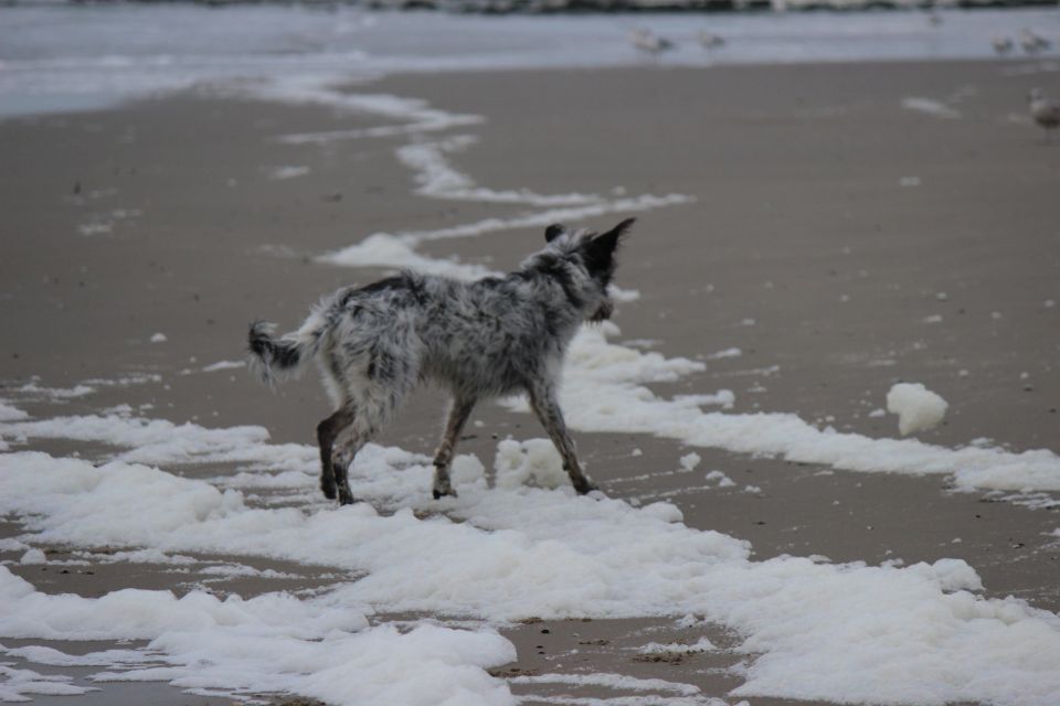 Texel im Winter 2019