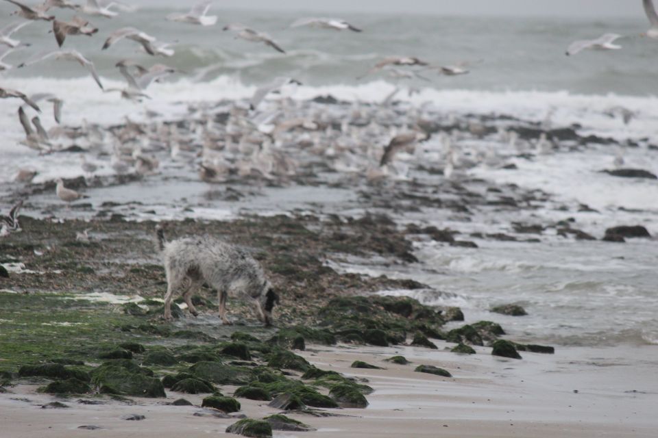 Texel im Winter 2019