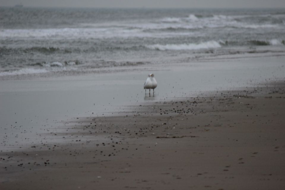 Texel im Winter 2019