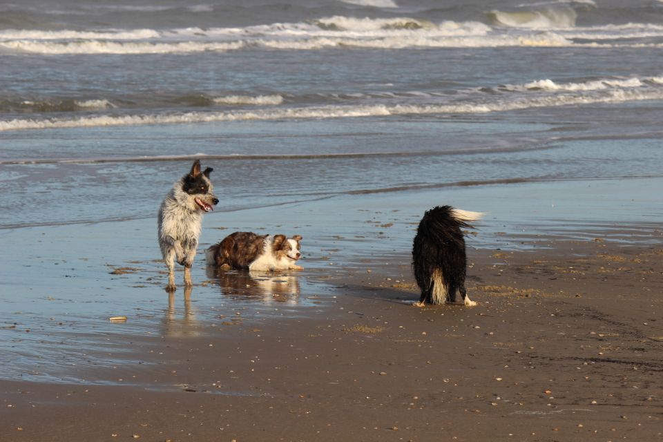 Texel im Winter 2019