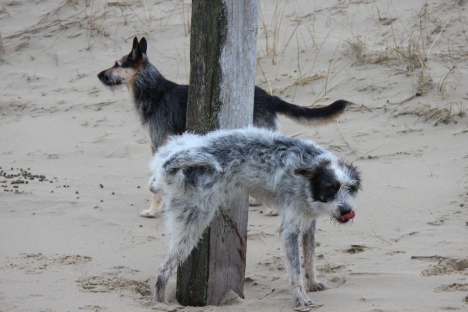 Texel im Winter 2019