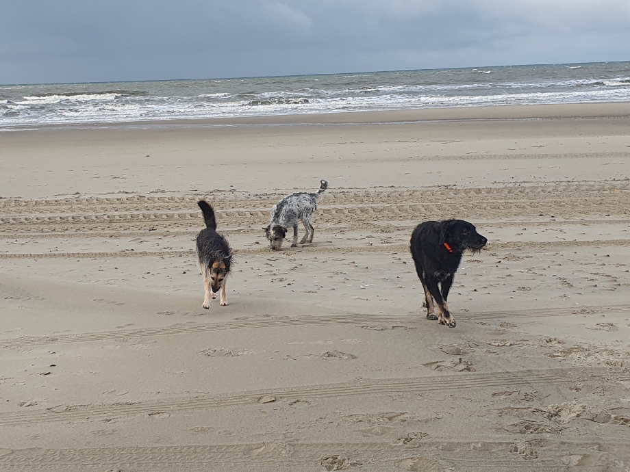 Texel 2024