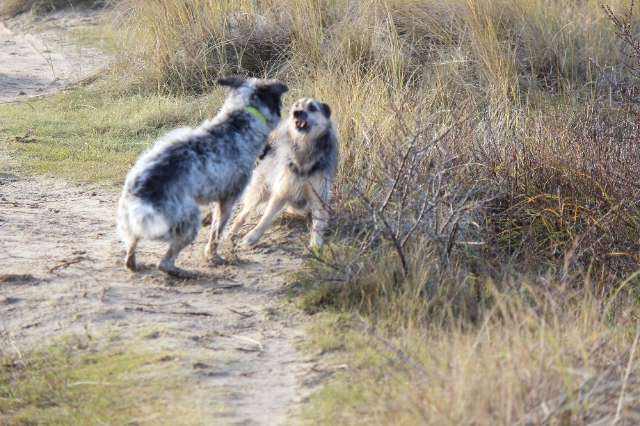 Texel 2024