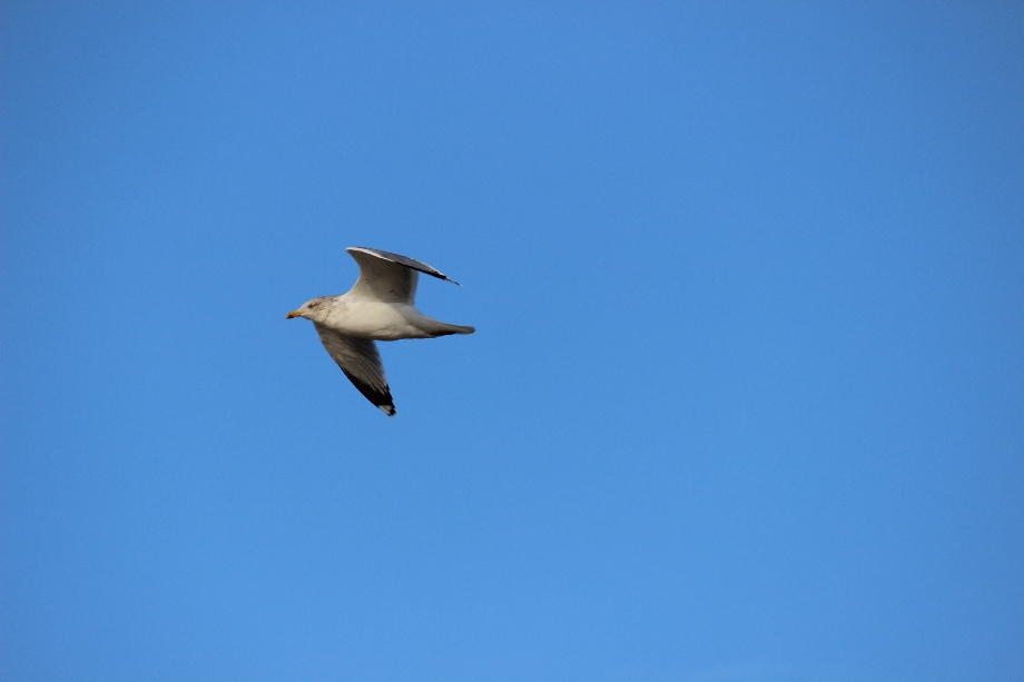 Texel 2024