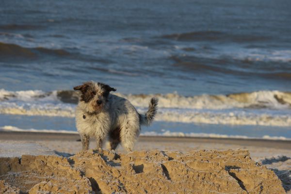 Hannes auf Texel 2022