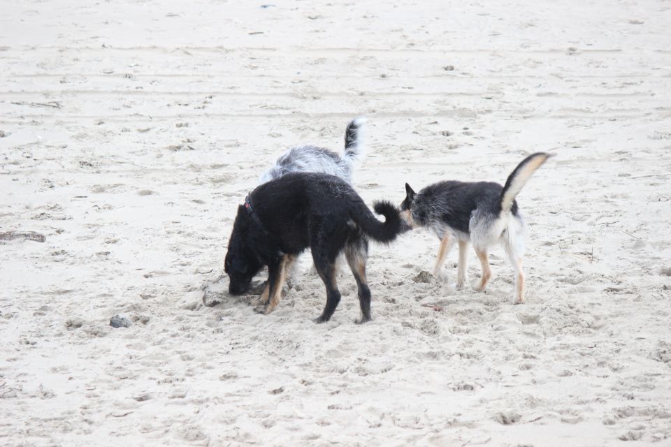 Lula auf Texel - Erster Urlaub