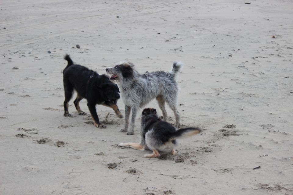 Lula auf Texel - Erster Urlaub