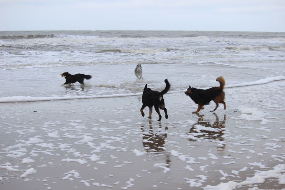 Lula auf Texel - Erster Urlaub
