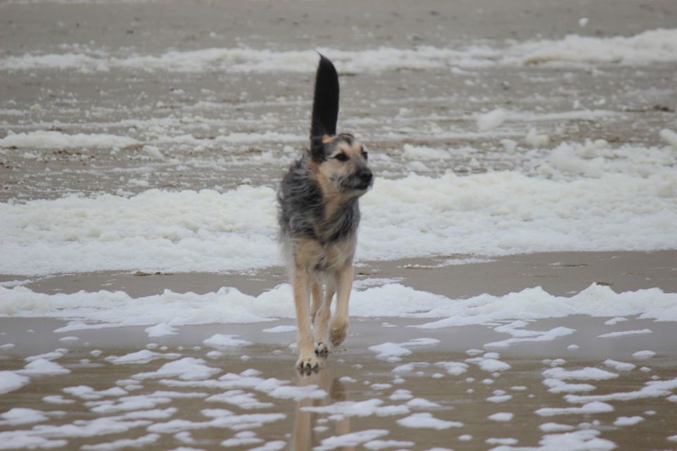 Lula auf Texel - Erster Urlaub