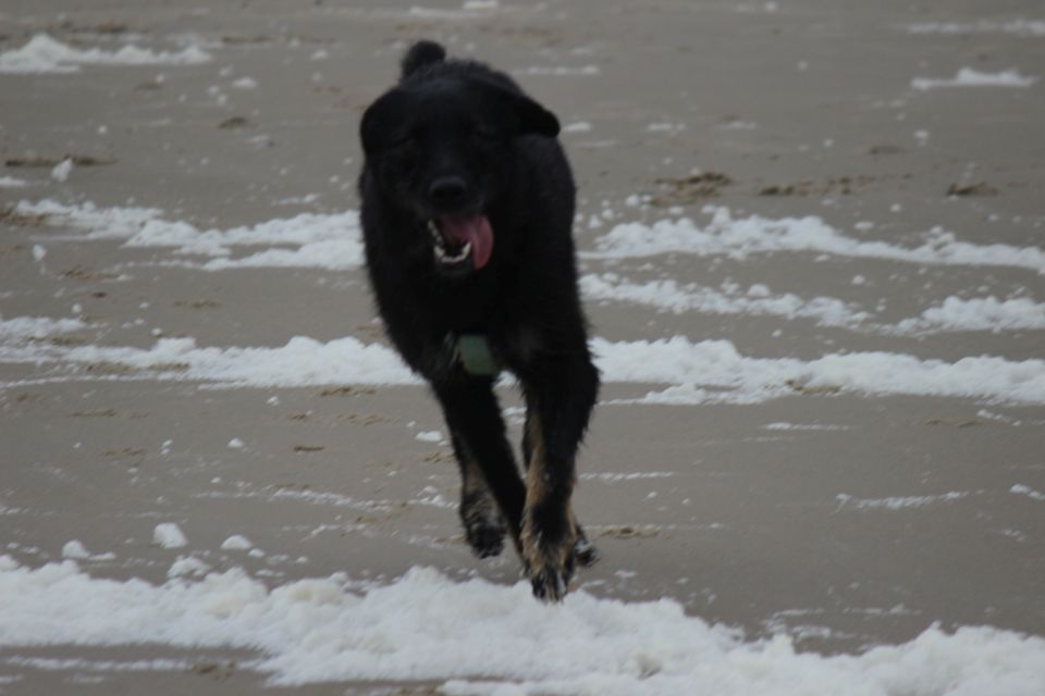 Lula auf Texel - Erster Urlaub