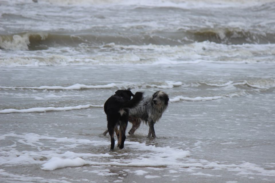 Lula auf Texel - Erster Urlaub