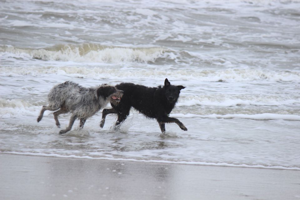 Lula auf Texel - Erster Urlaub