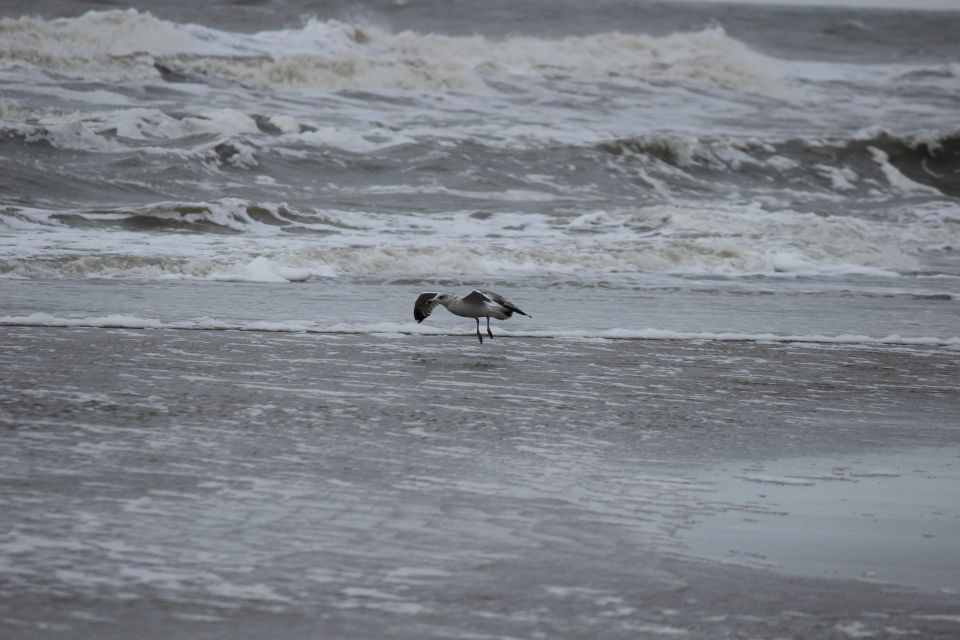 Lula auf Texel - Erster Urlaub