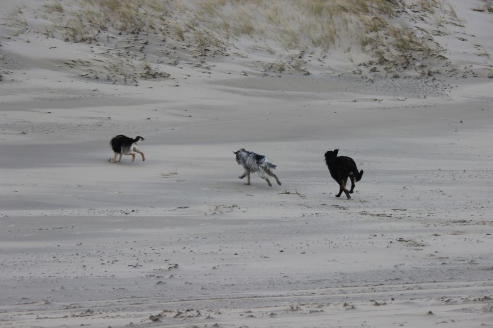 Lula auf Texel - Erster Urlaub