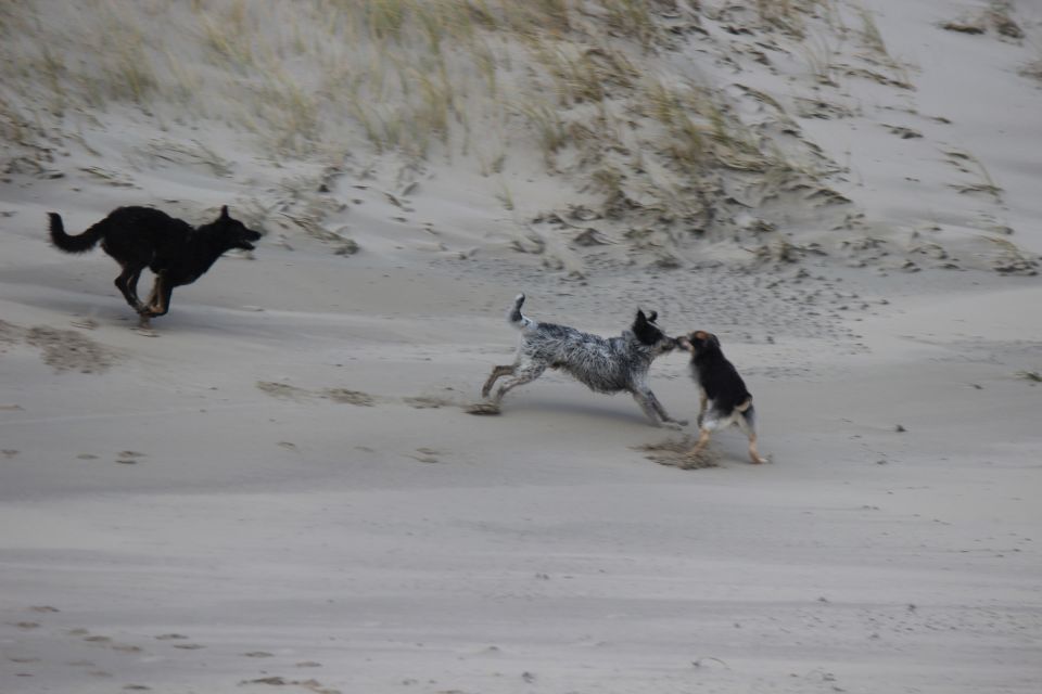 Lula auf Texel - Erster Urlaub