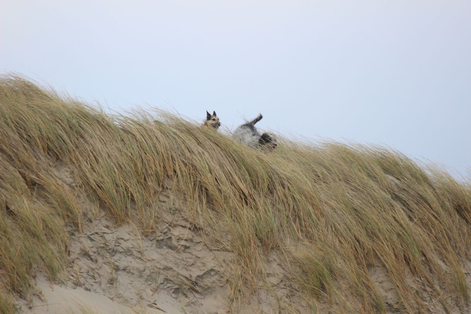 Lula auf Texel - Erster Urlaub