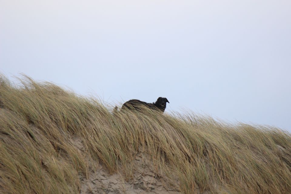 Lula auf Texel - Erster Urlaub