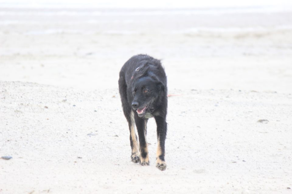 Lula auf Texel - Erster Urlaub