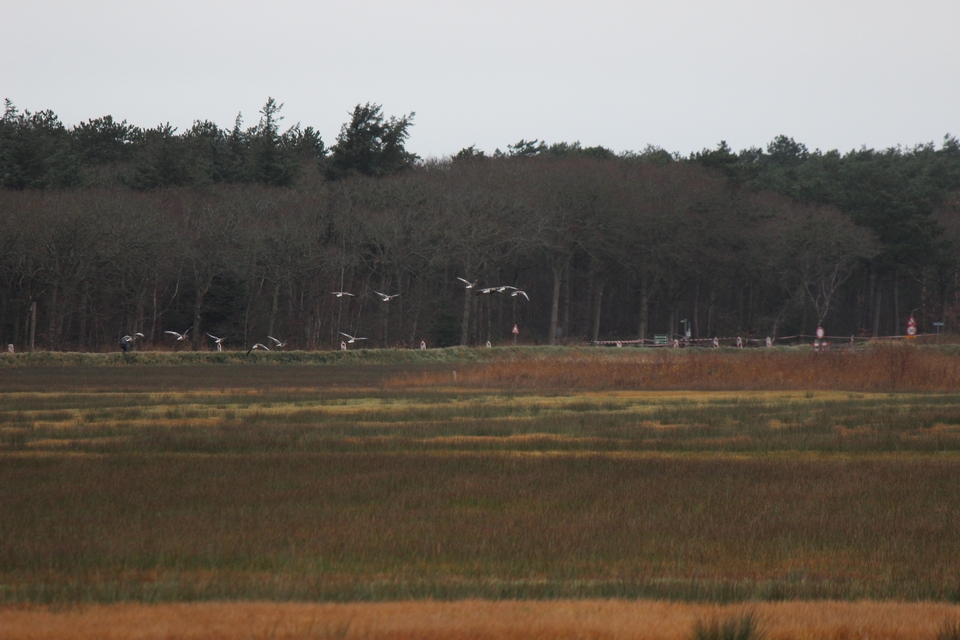 Texel im Winter 2021