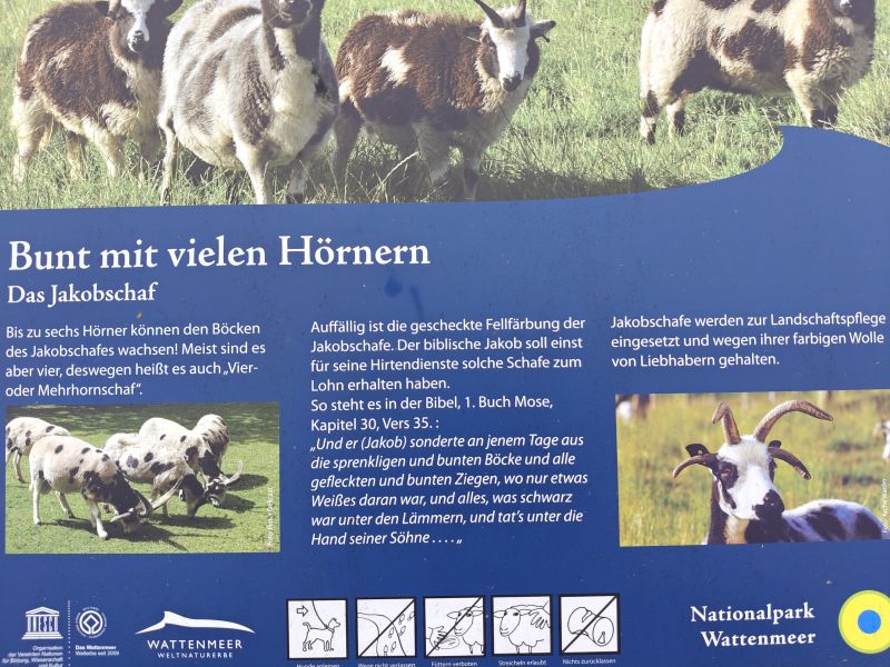 Bildersammlung Tönning 2025 - unsortiert und nicht kommentiert